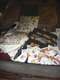 (Ref: T508) A LARGE ALL WORLD SUITCASE. FREE 8 PAGE STOCKBOOK WITH EVERY SUITCASE.